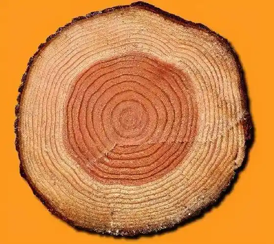 年轮时代下的人生有多苦难就有多精彩