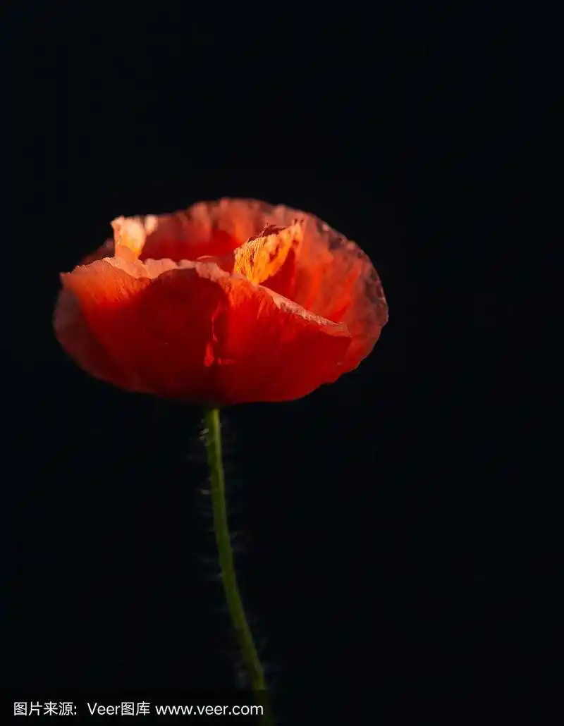 黑色背景上的红色罂粟花.