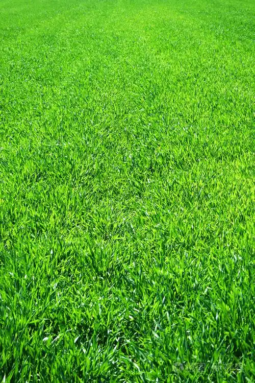 绿草背景