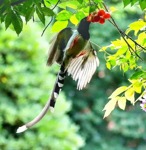 红嘴蓝喜鹊金色葡萄园精彩表演集锦