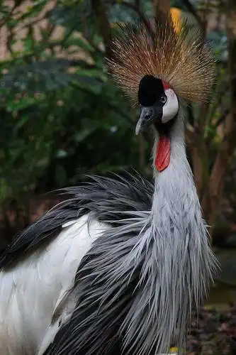 african crowned cranes | flickr – 相片分享!