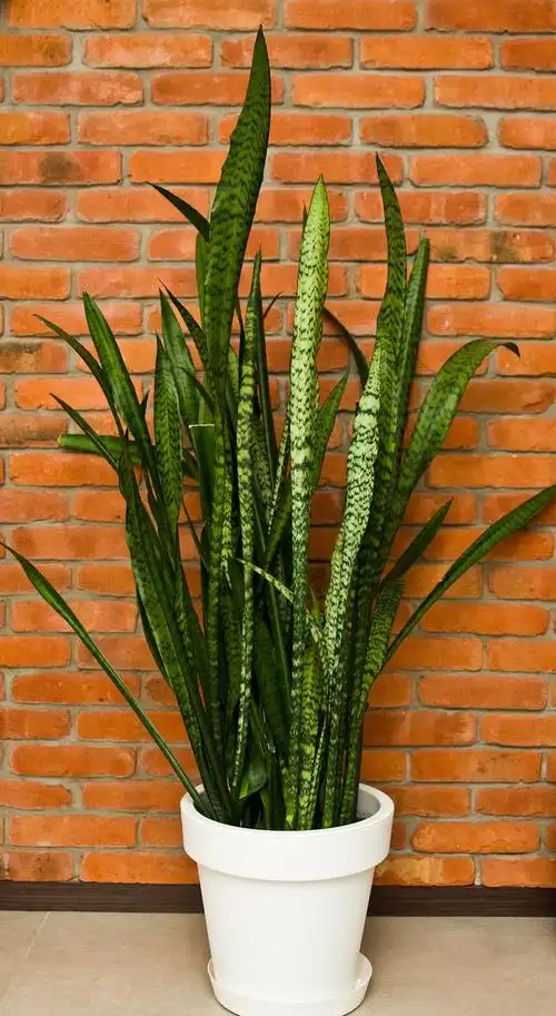 虎皮兰又名虎尾兰,千岁兰,品种有很多,生活中常见的有白玉虎皮兰,金边