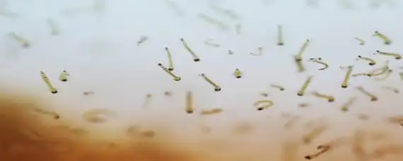 蚊子卵肉眼可见吗