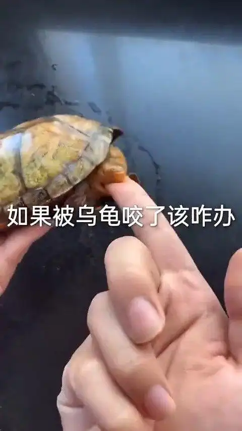 被乌龟咬了怎么办?