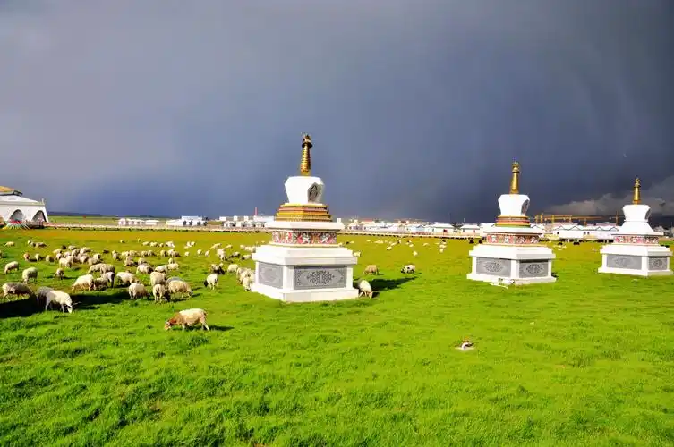 青海金银滩草原