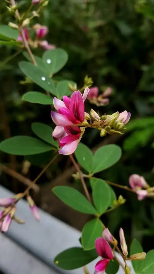 豆科胡枝子属.漂亮的花