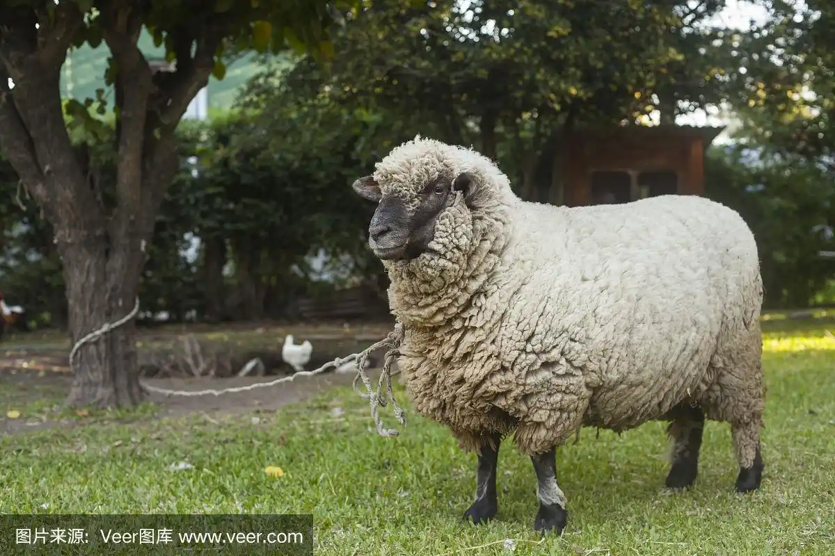 农场,绵羊,绑扎了的,美利奴绵羊,水平画幅