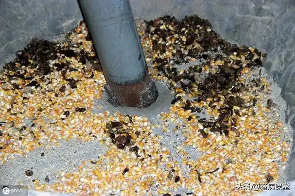 饲料中霉菌毒素污染情况及防控措施