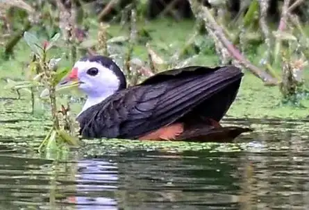 白胸苦恶鸟:鹤形目秧鸡科鸟类,中型涉禽.上体暗石板灰色,两颊 - 抖音