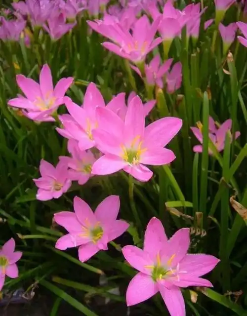 葱莲:纯洁之爱的象征