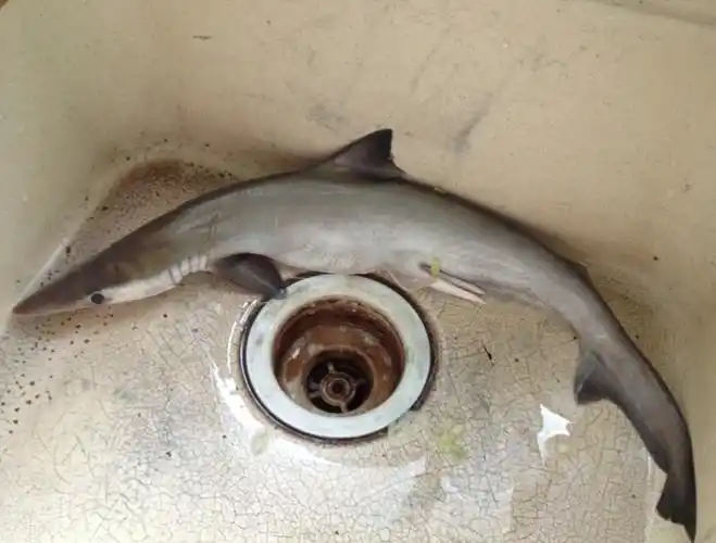 求大神告知这是什么鲨鱼?什么种类?体长不到1米