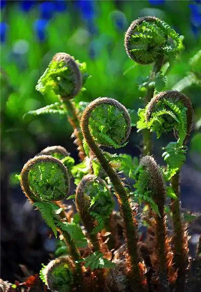 郊外的野生蕨菜图片