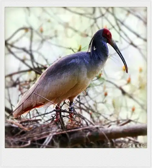 国宝级的鸟——朱鹮
