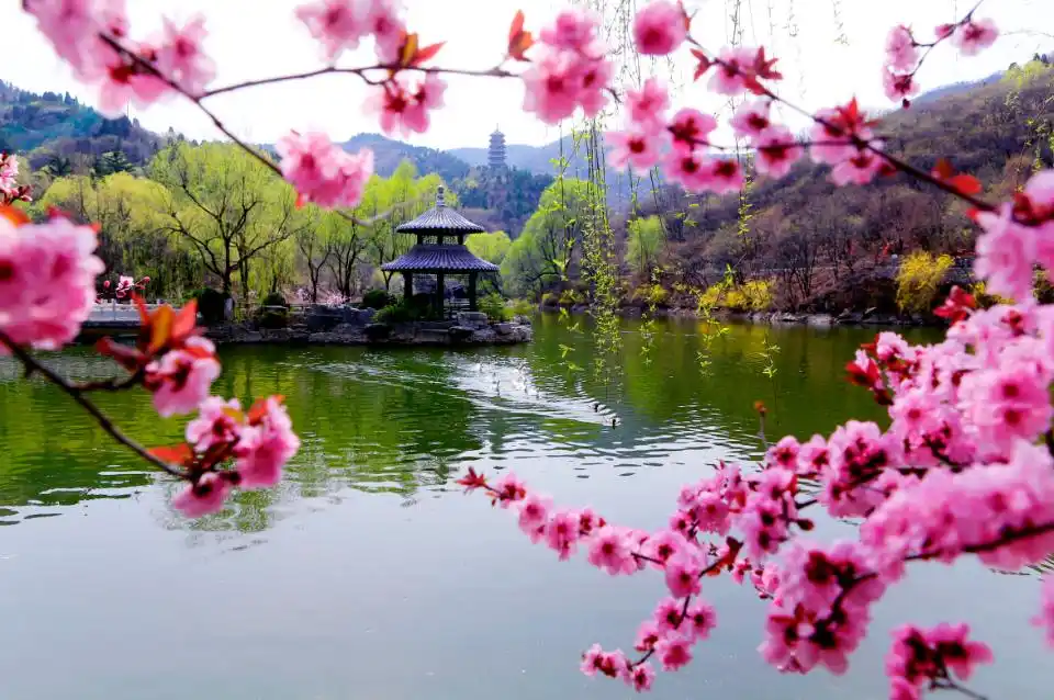 济南红叶谷春意正浓一幅百花盛放图卷正在徐徐展开