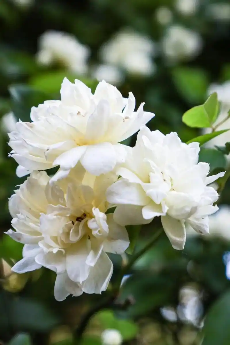 快去打卡松江木香花盛放繁花满枝仙气十足