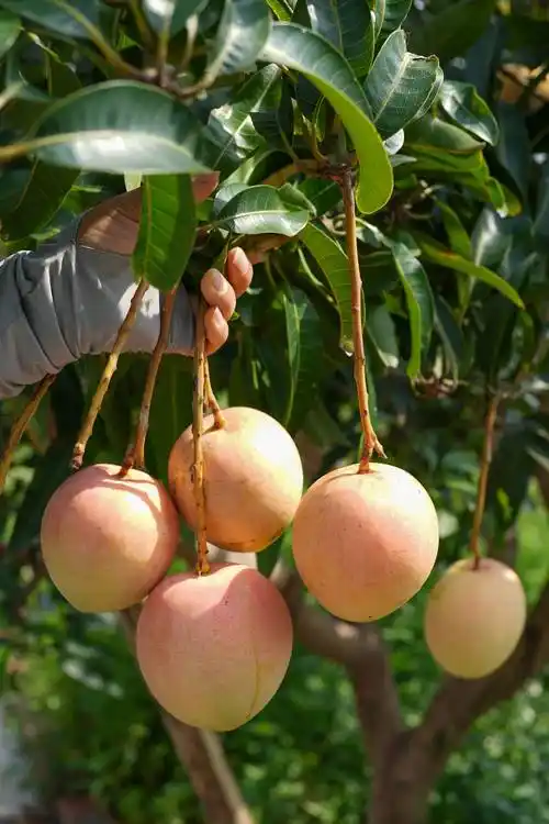 至今让保存着多棵三百多年树龄的芒果树,这些老树每株年产芒果达3000