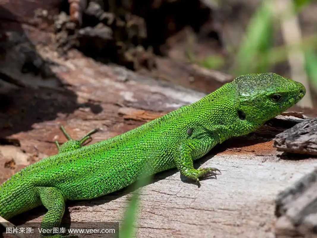 绿色的蜥蜴.