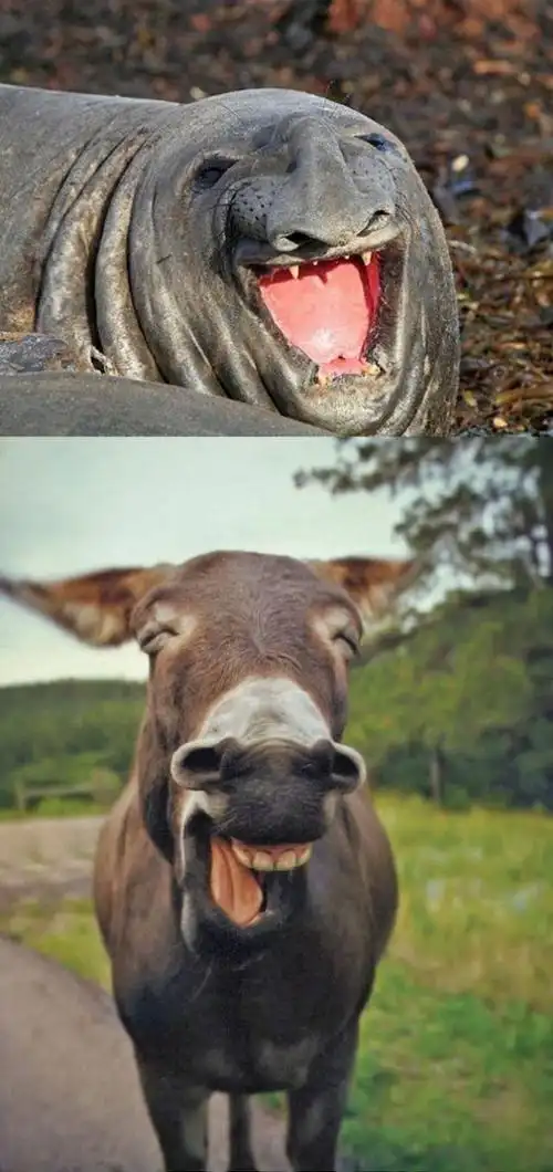 这些动物的笑脸有天然的魔力,你被感染到了吗