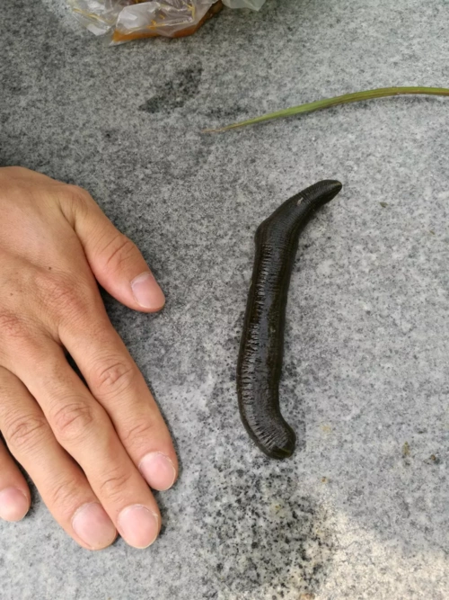早上逛公园捡到一条蚂蝗精,有什么想问的?(图片有可能引起不适,慎入)