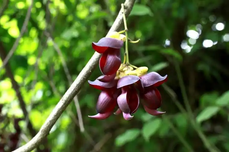 常春油麻藤豆科油麻藤属
