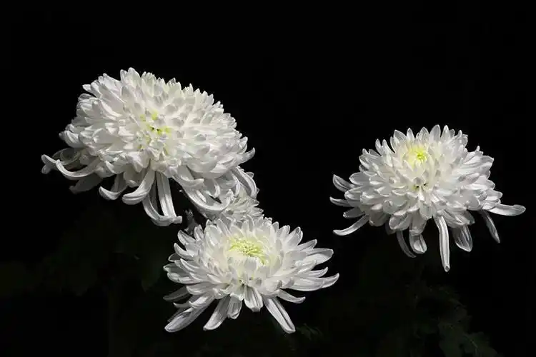 【正宫白鹤子】悼念老年大学诗词班朱俊英大姐