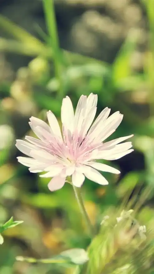 小清新意境花卉