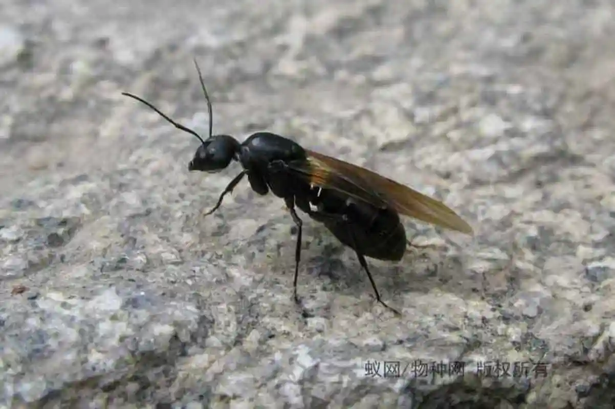 蚂蚁世界的生殖蚁包括雌蚁和雄蚁,它们在交配前拥有珍贵的翅膀,能够飞