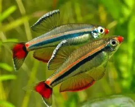 虎皮鱼小型热带观赏鱼(小型热带观赏鱼)(1)