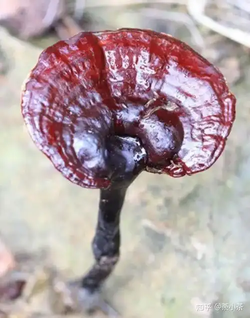 千年灵芝靠谱吗