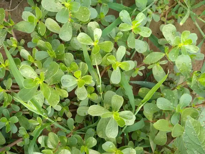 精品野菜马齿苋