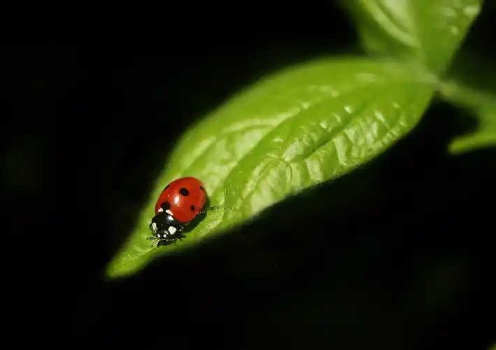 绿叶上的七星瓢虫,高清图片 - ipad壁纸