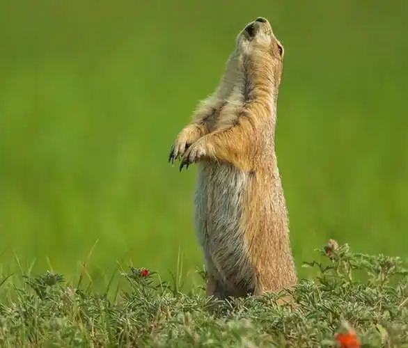 比明星还红的网红黑尾土拨鼠来哈尔滨世界欢乐城认识它一下吧