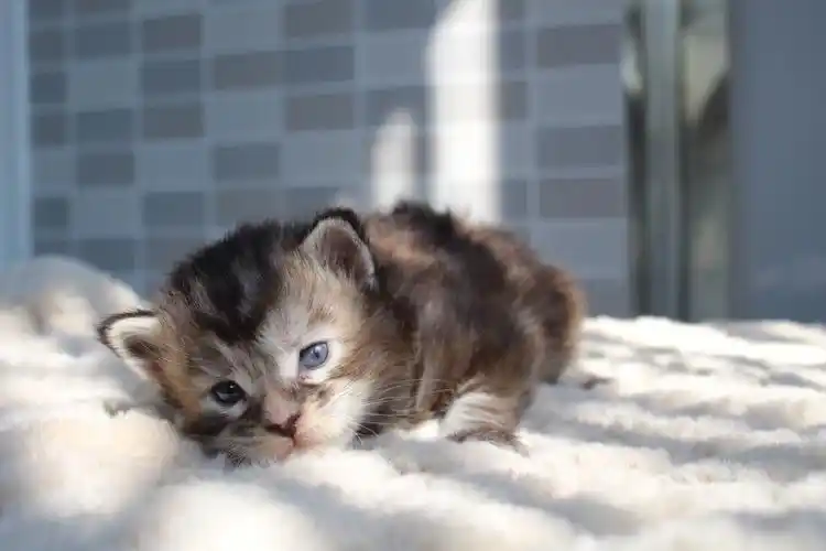 缅因猫小时候也太奶了吧