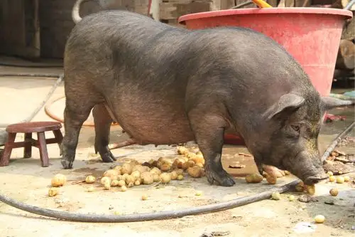乡村土猪,儿时的味道