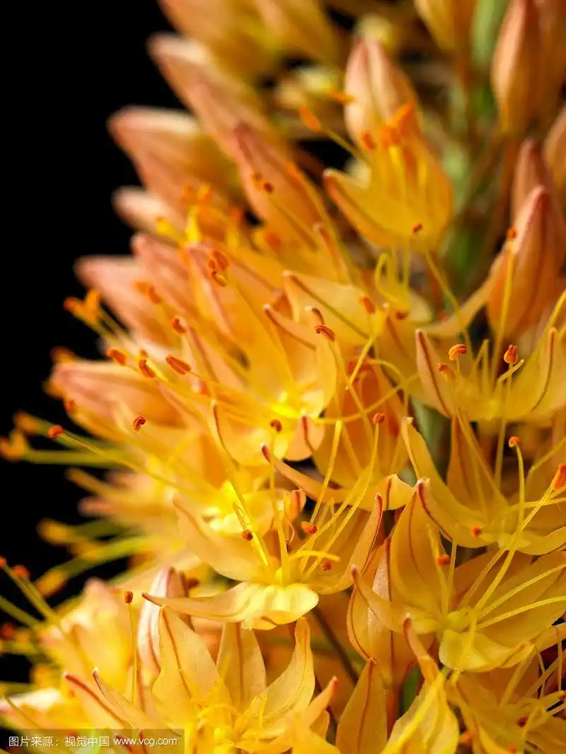狐尾百合,eremurus x isabellinus cleopatra.