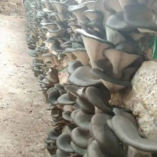 [平菇批发]平菇 蘑菇棚百亩.现代化种植.干净,蘑菇黑,肉头厚价格2元/