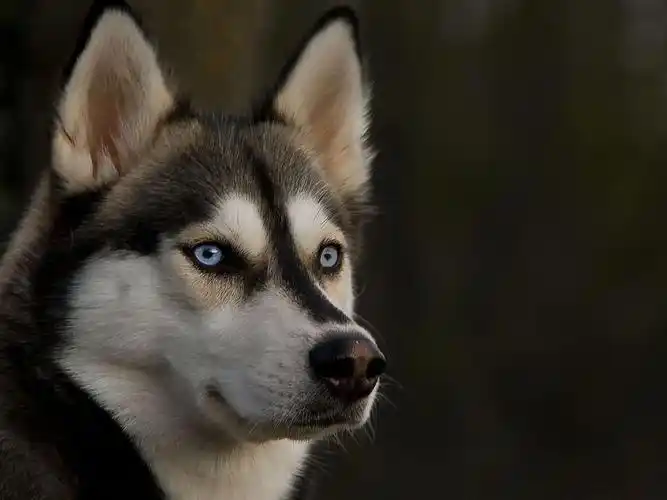 哈士奇壁纸1280x800分辨率查看