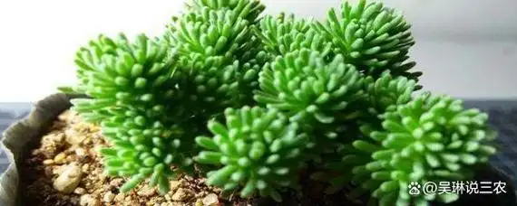 因为它是一种多肉植物,所以又叫做球松多肉.