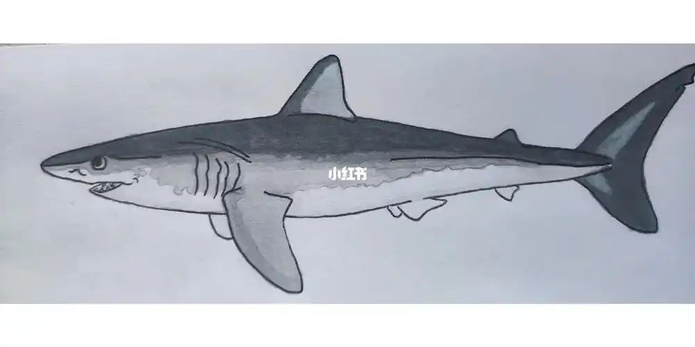 鲨鱼绘画