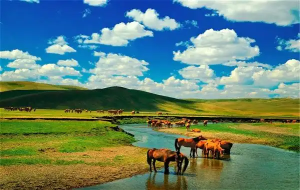 内蒙呼和浩特_呼伦贝尔大草原_希拉穆仁草原_内蒙响沙湾_青青草