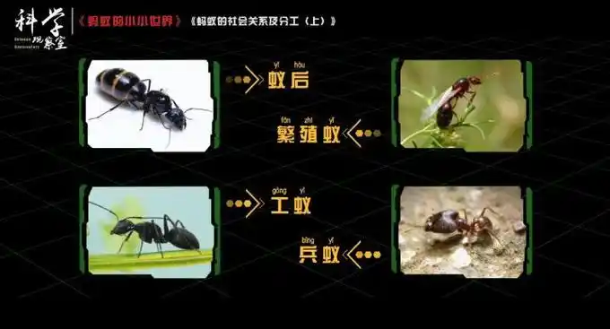 壮年男子竟被小蚂蚁放倒醒后亲述濒临死亡的细节