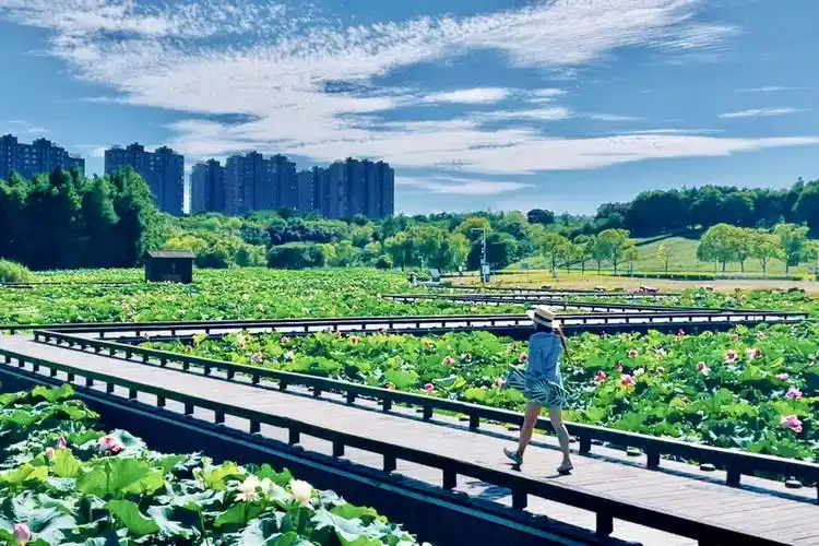 新发现60南京又一赏荷好去处03