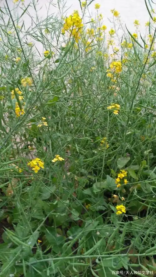 大美春天里,蔓菁花美果荚美,这是青春的希望和梦想
