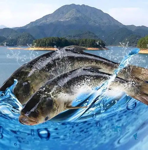 【好货精选】正宗千岛湖活鱼胖头鱼 鳙鱼 6斤-30斤新鲜大鱼头活体