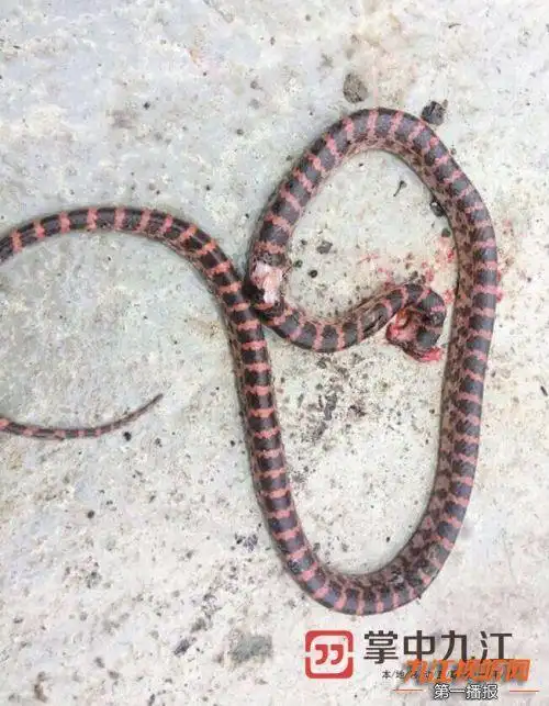 九江菜花蛇爬上长虹东大道市民夜跑需谨慎