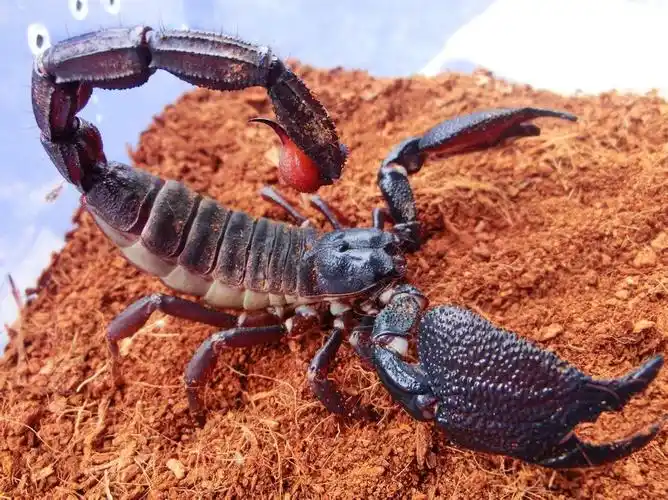 印度红爪雨林蝎
