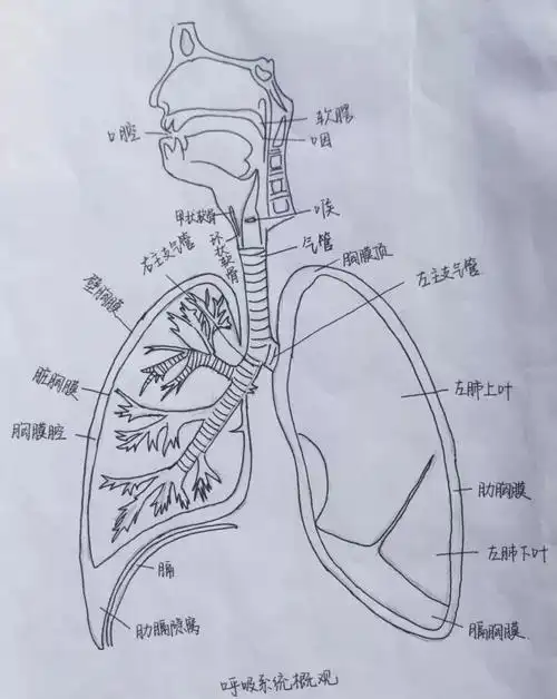 任性医学生手绘解剖图谱