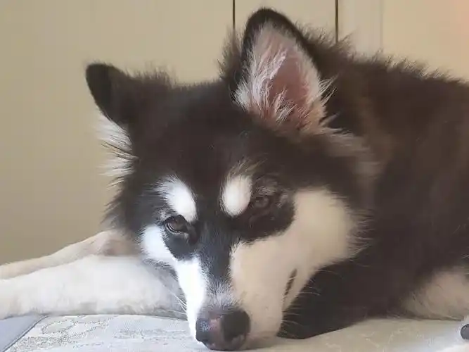 阿拉斯加尴尬期