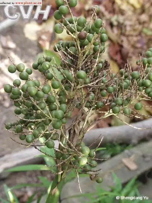 别名:fountain palm;扁叶葵;扇叶葵;葵竹;葵树;华南蒲葵;葵扇叶;葵扇
