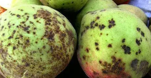 桃黑星病-智农361-农事百科